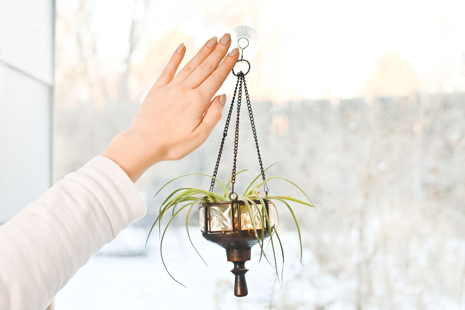 Personne utilisant un crochet à ventouse pour suspendre une plante