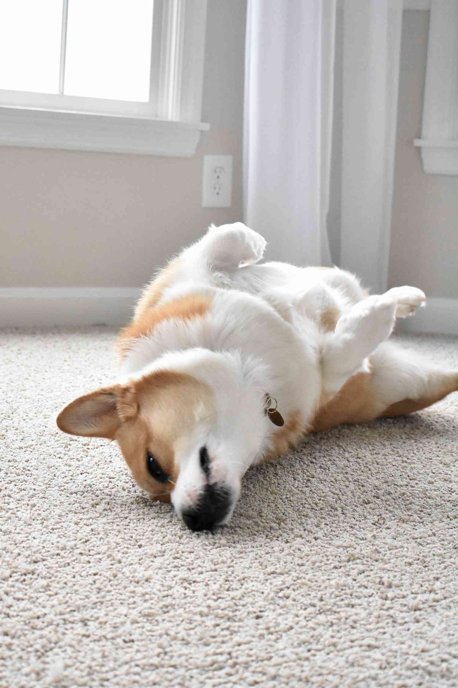 Chien brun et blanc frottant son visage sur un tapis de près